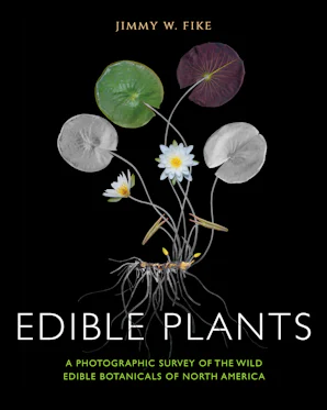 rhododendron standort sonnig Rhododendron Madame Masson | 80-100 cm im Topf main image 1